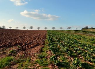 dotacje dla rolników