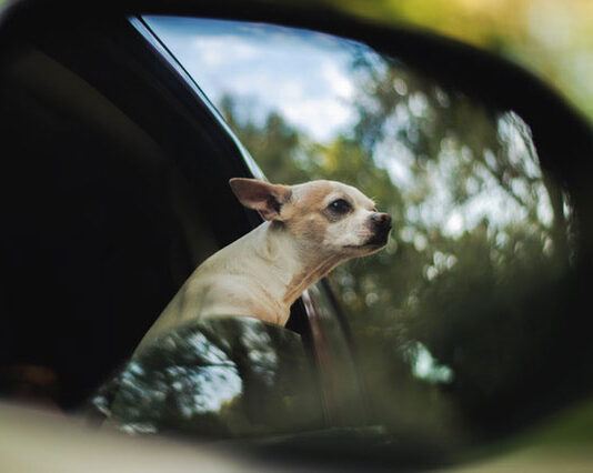 Podróżowanie z psem samochodem