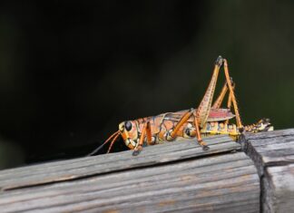 Jak zabezpieczyć ryzyko kursowe?