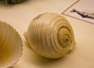 Kto jest wystawcą opcji?